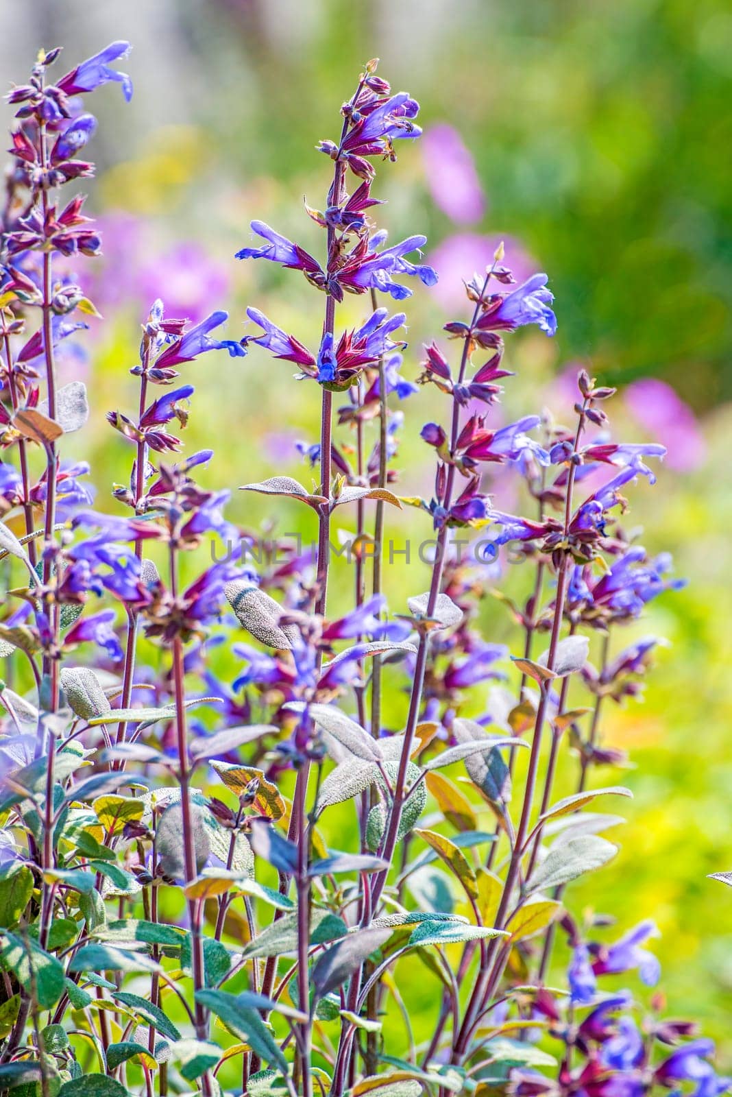 Sage,Salvia officinalis