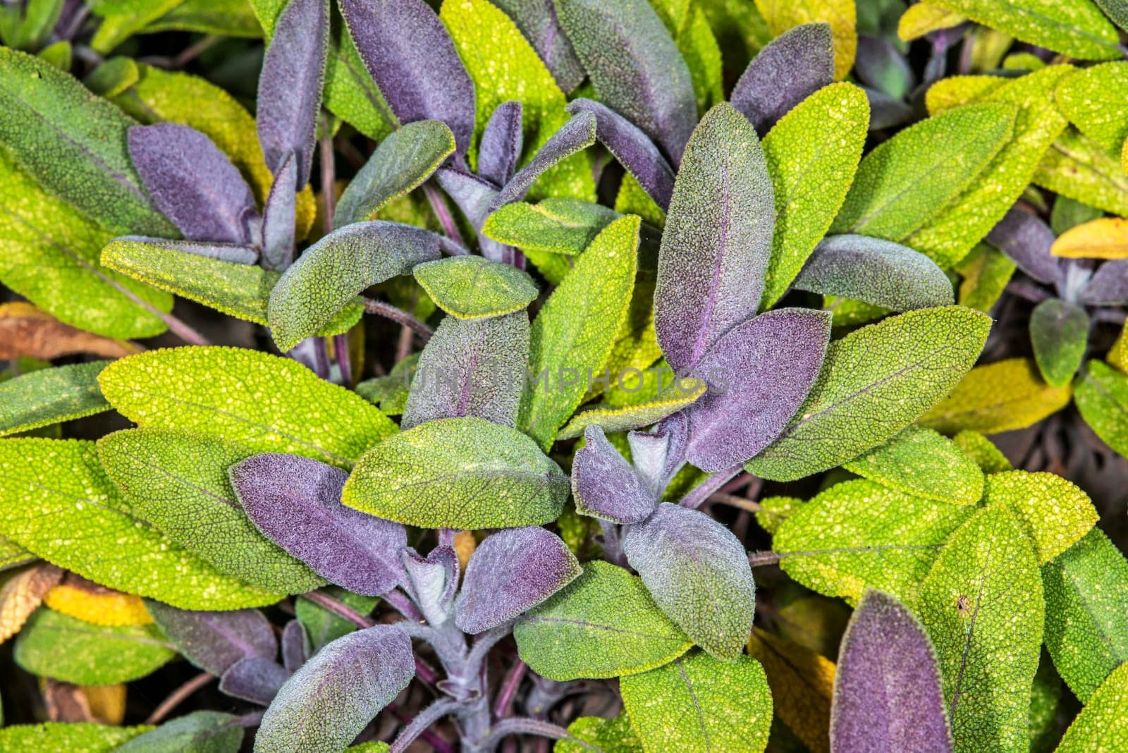 Sage,Salvia officinalis