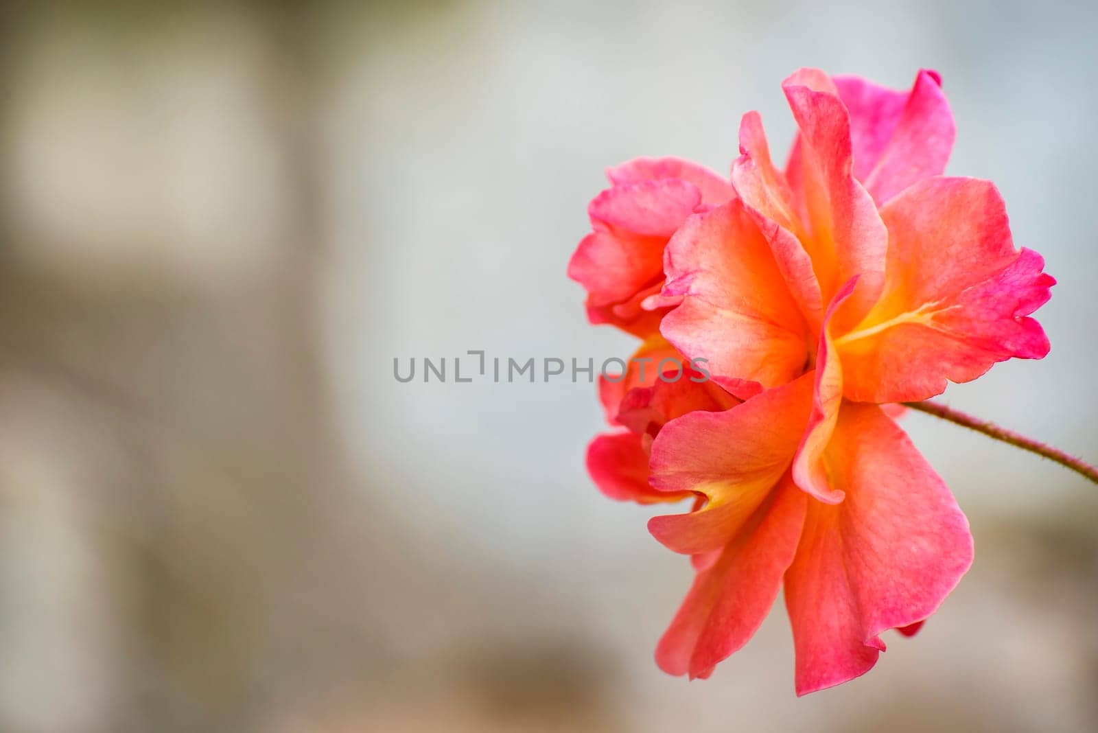 Rose against a grey background