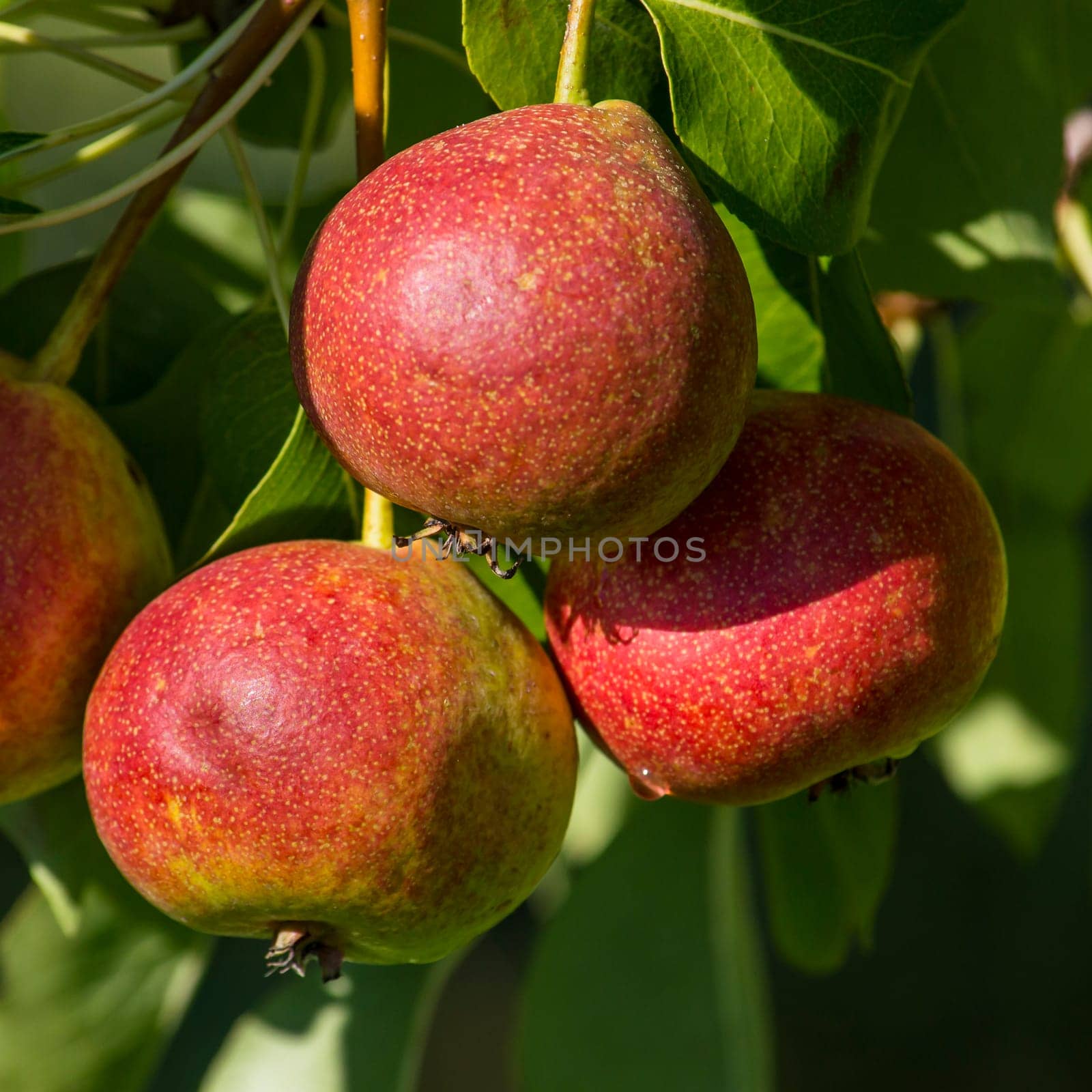 rosada three pears on the tree, organic farming