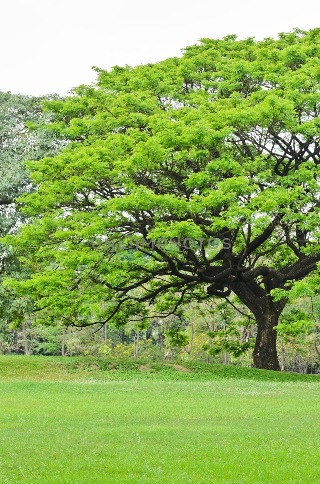 Green trees in the park