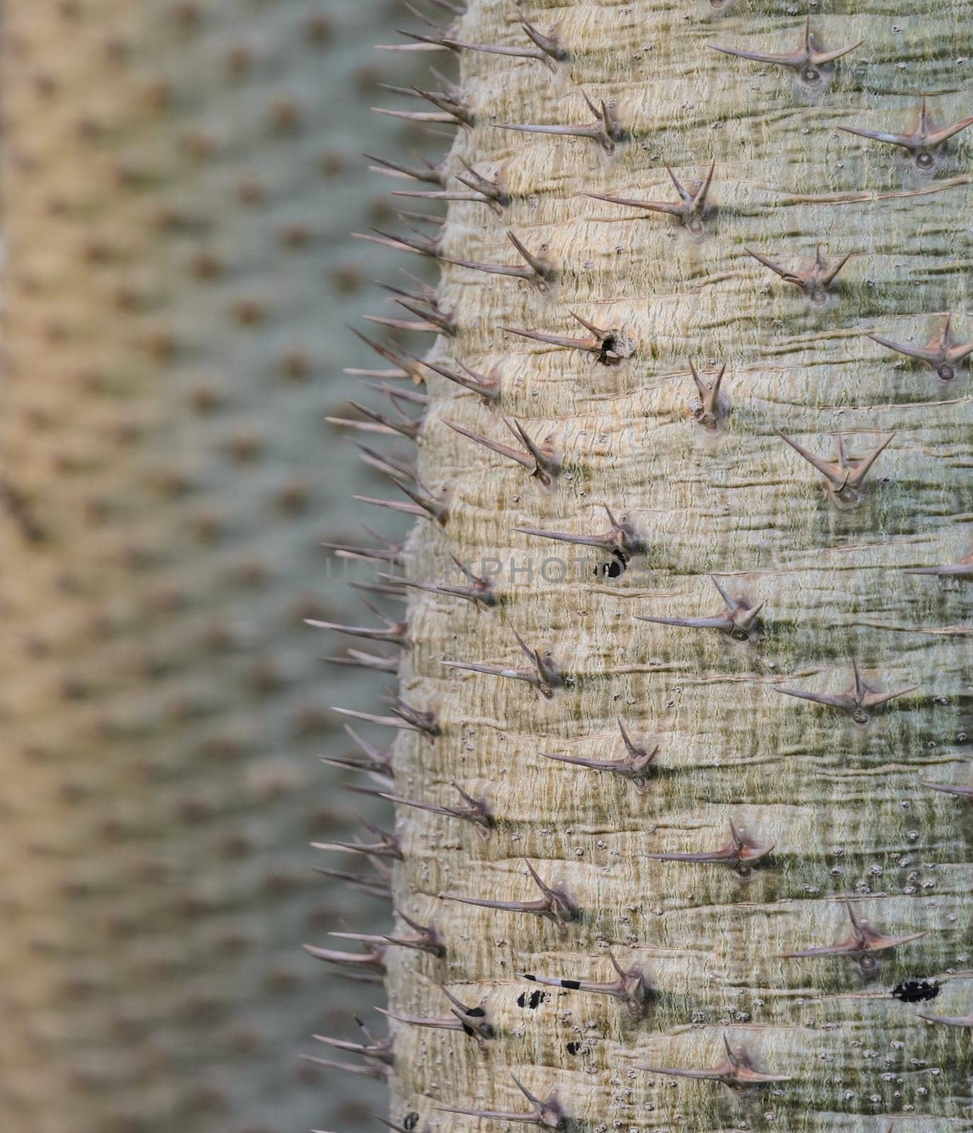 Cactus sharp spines