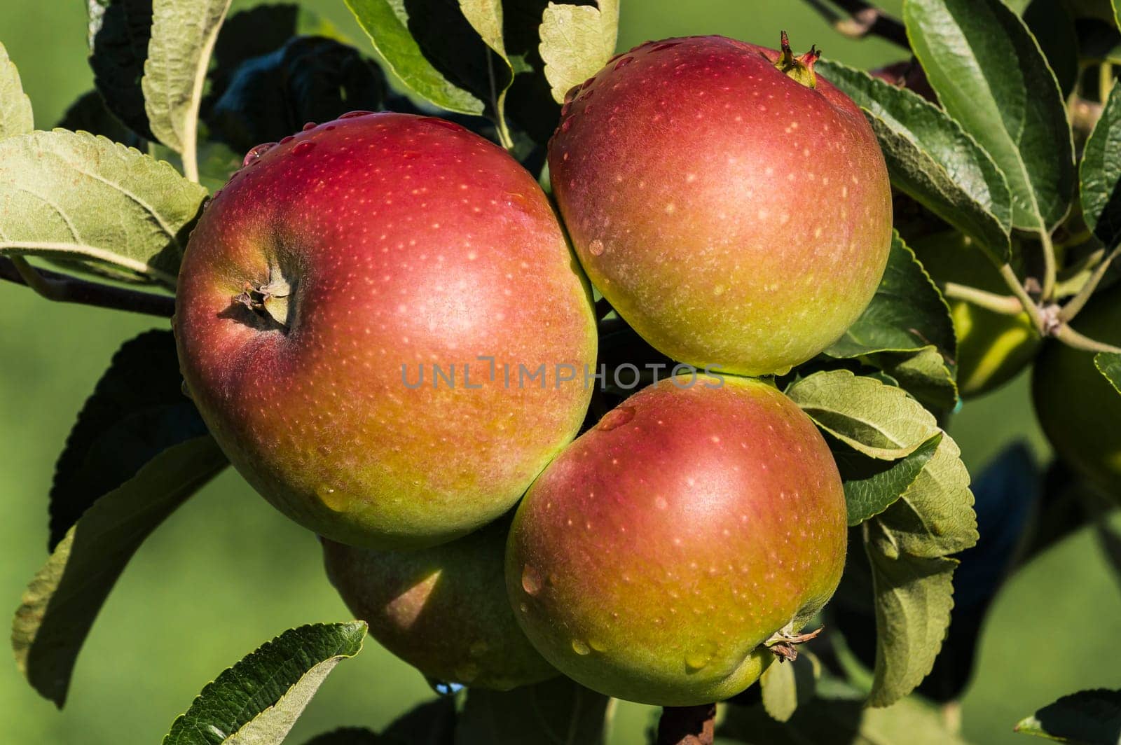 bunch of apples on the tree ,from organic farming