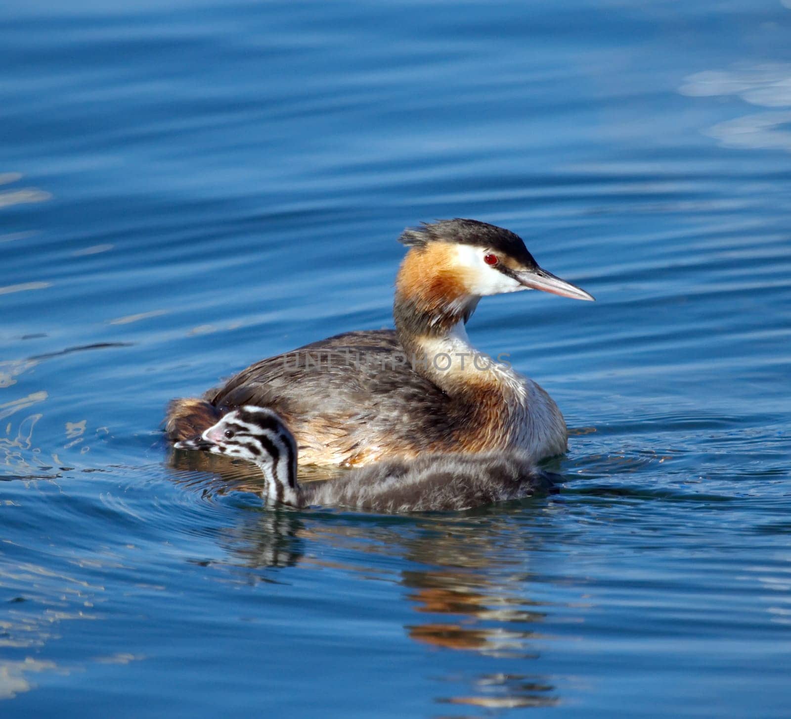 Crested grebe duck, podiceps cristatus, and baby floating on water lake
