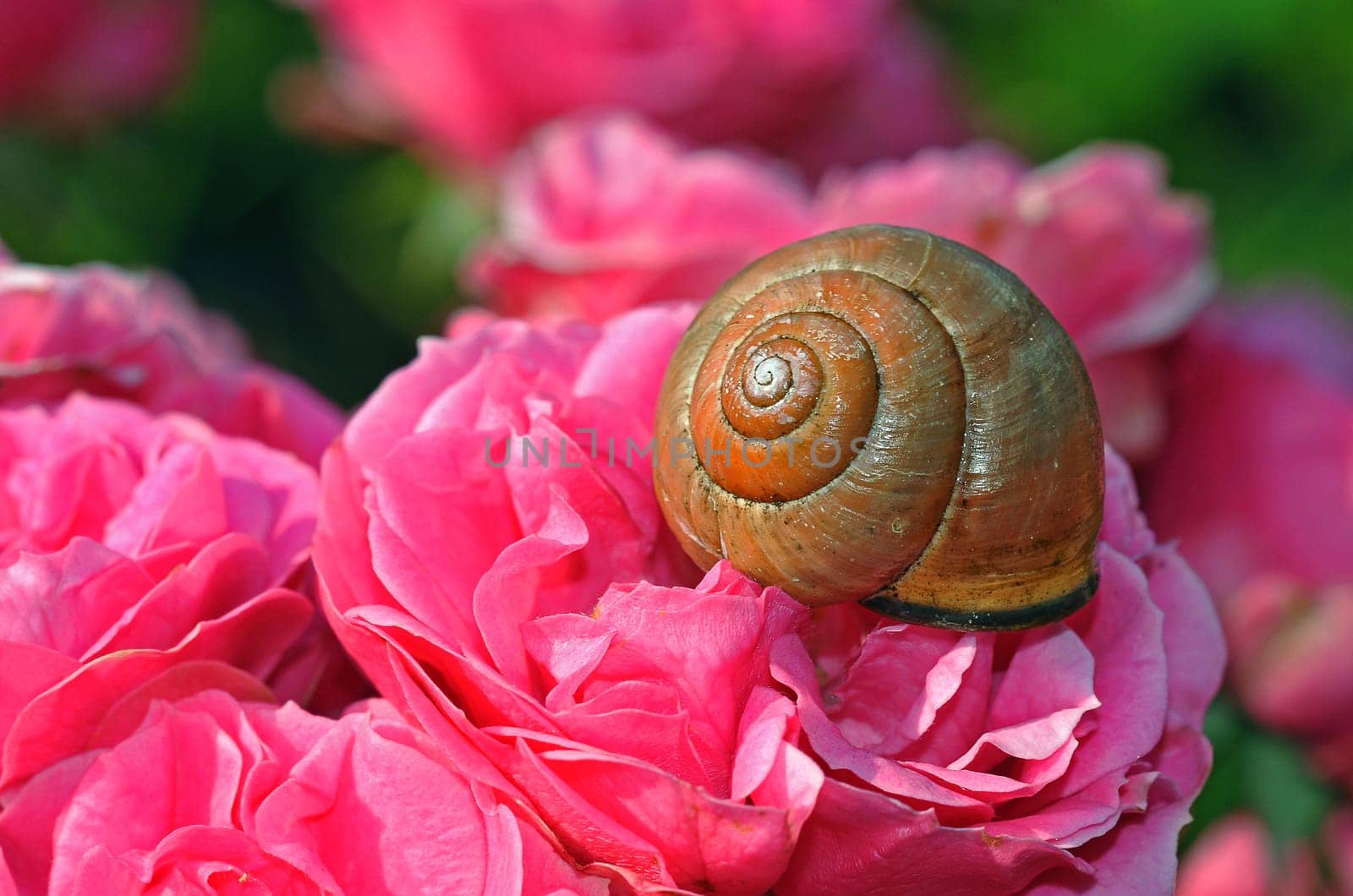 Snail on Rose