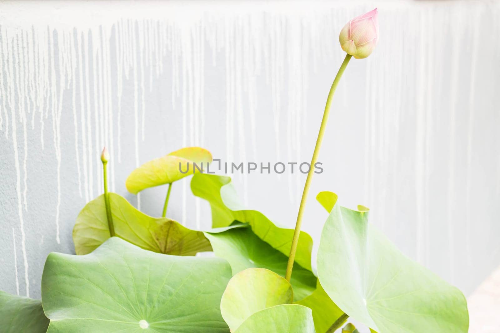 Pink lotus flowers on handmade gray wall, stock photo
