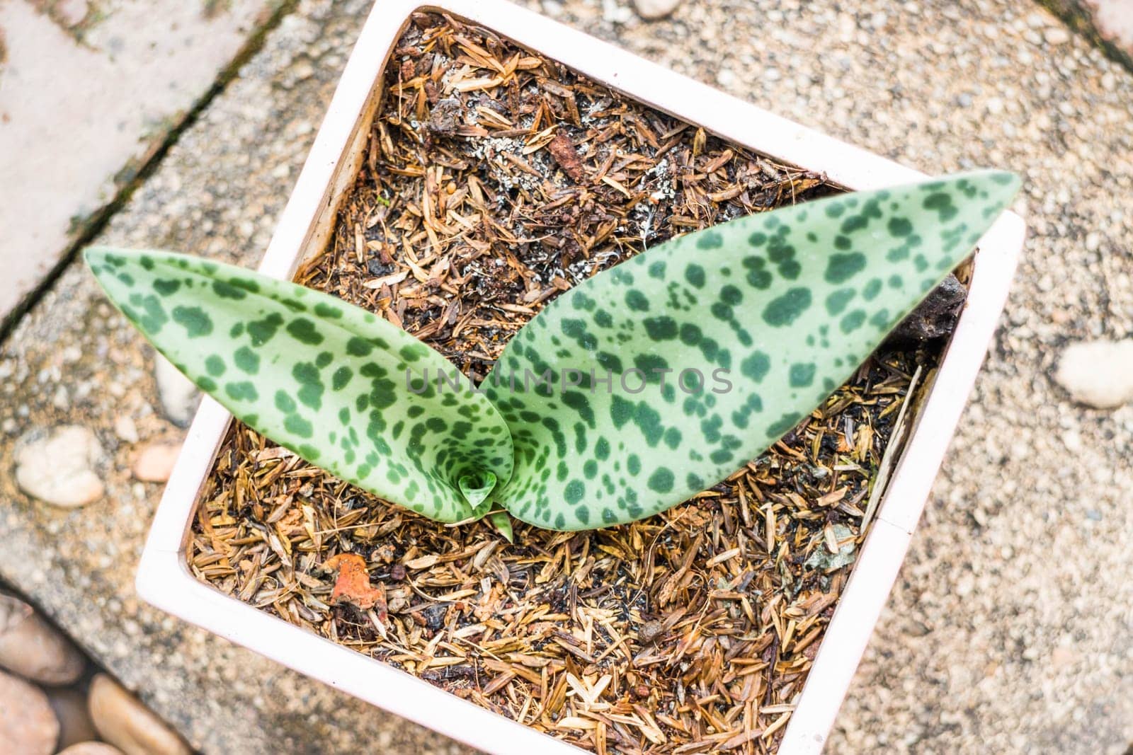 Top view of green leaves plant, stock photo