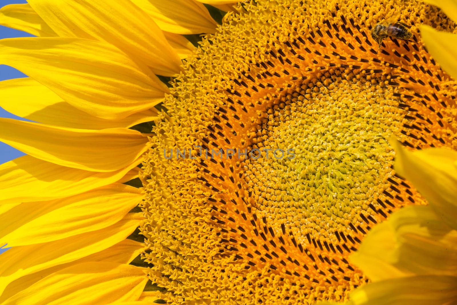 Sunflower close-up,agricultural plant in summer