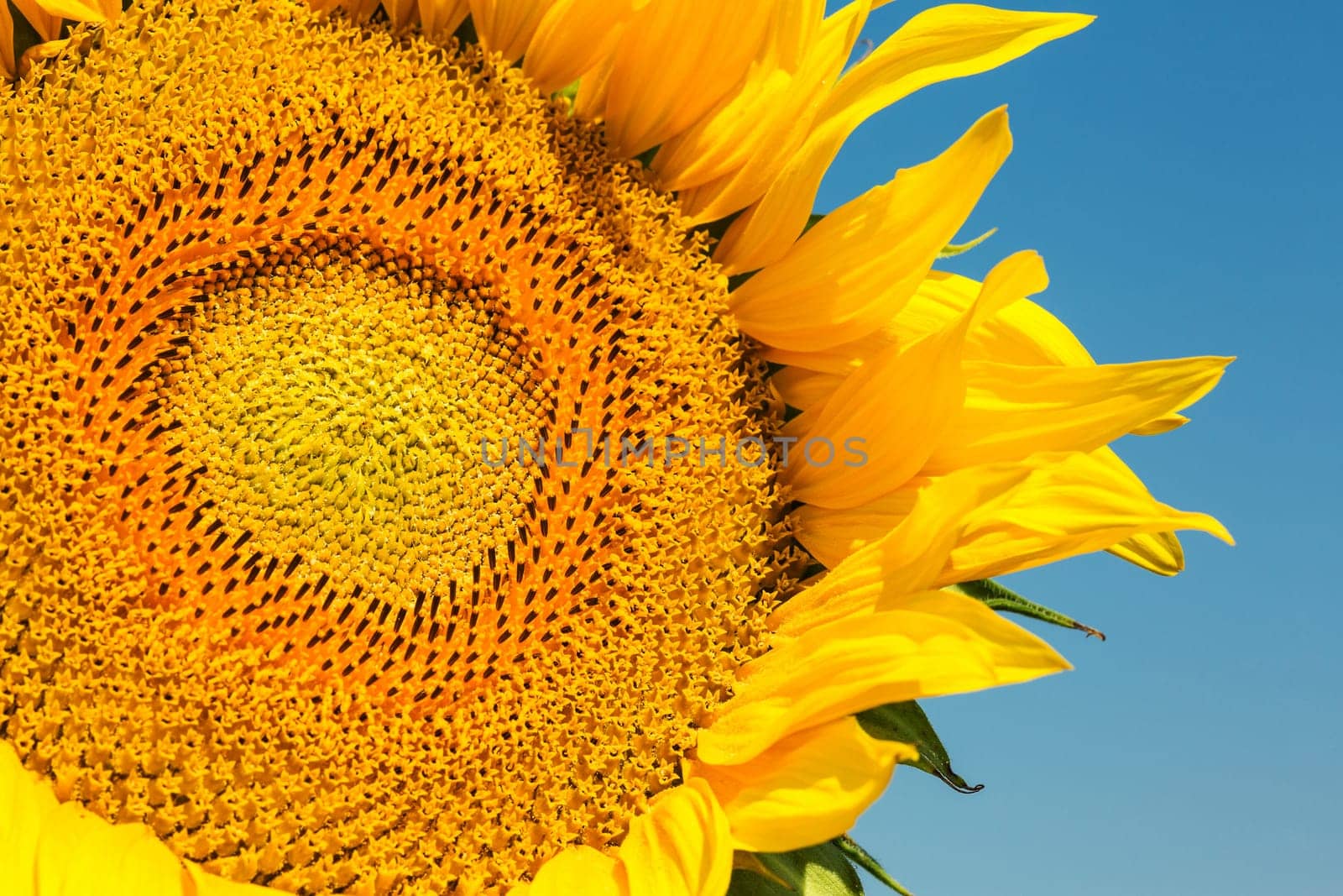 Sunflower close-up,agricultural plant in summer