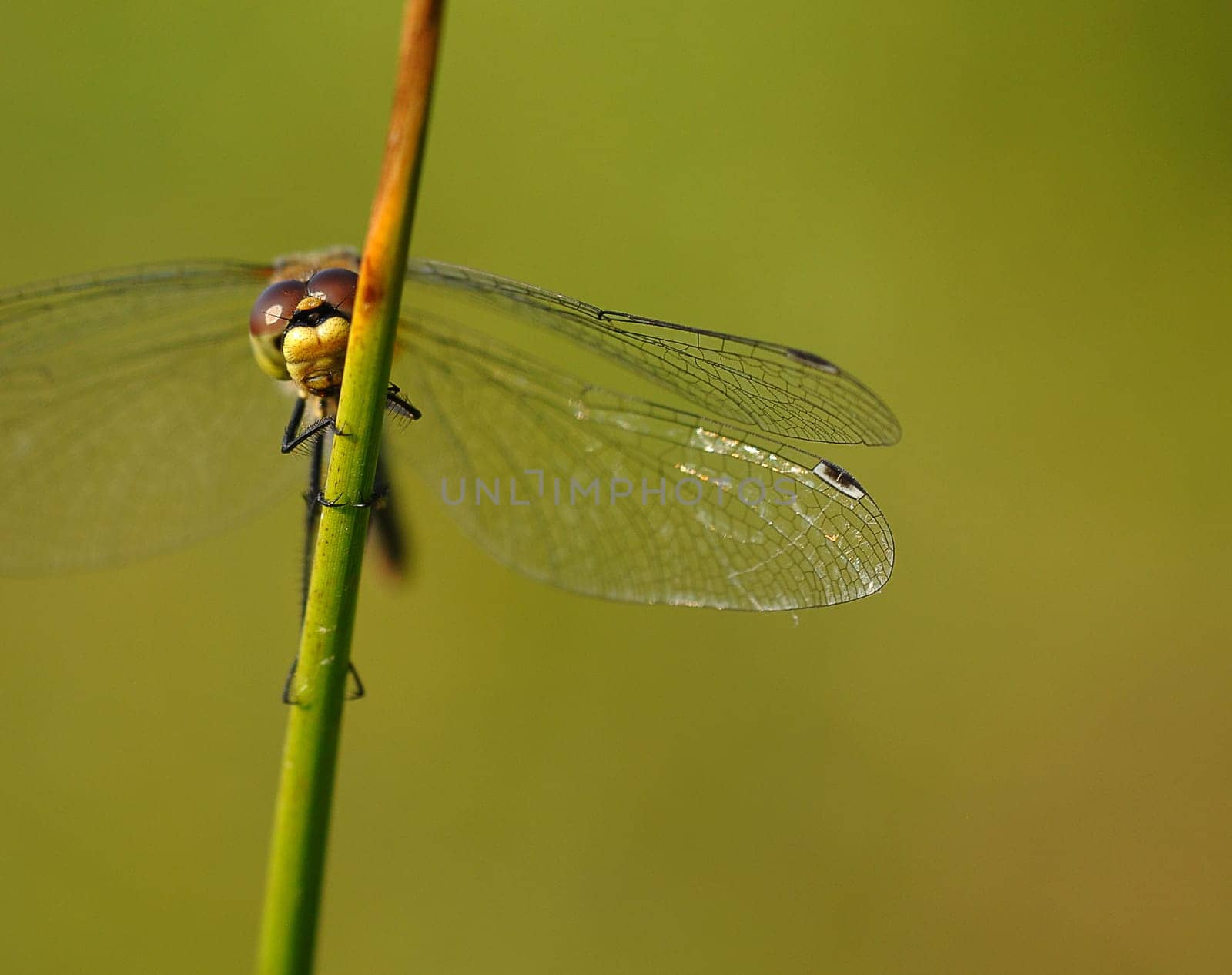 dragon-fly