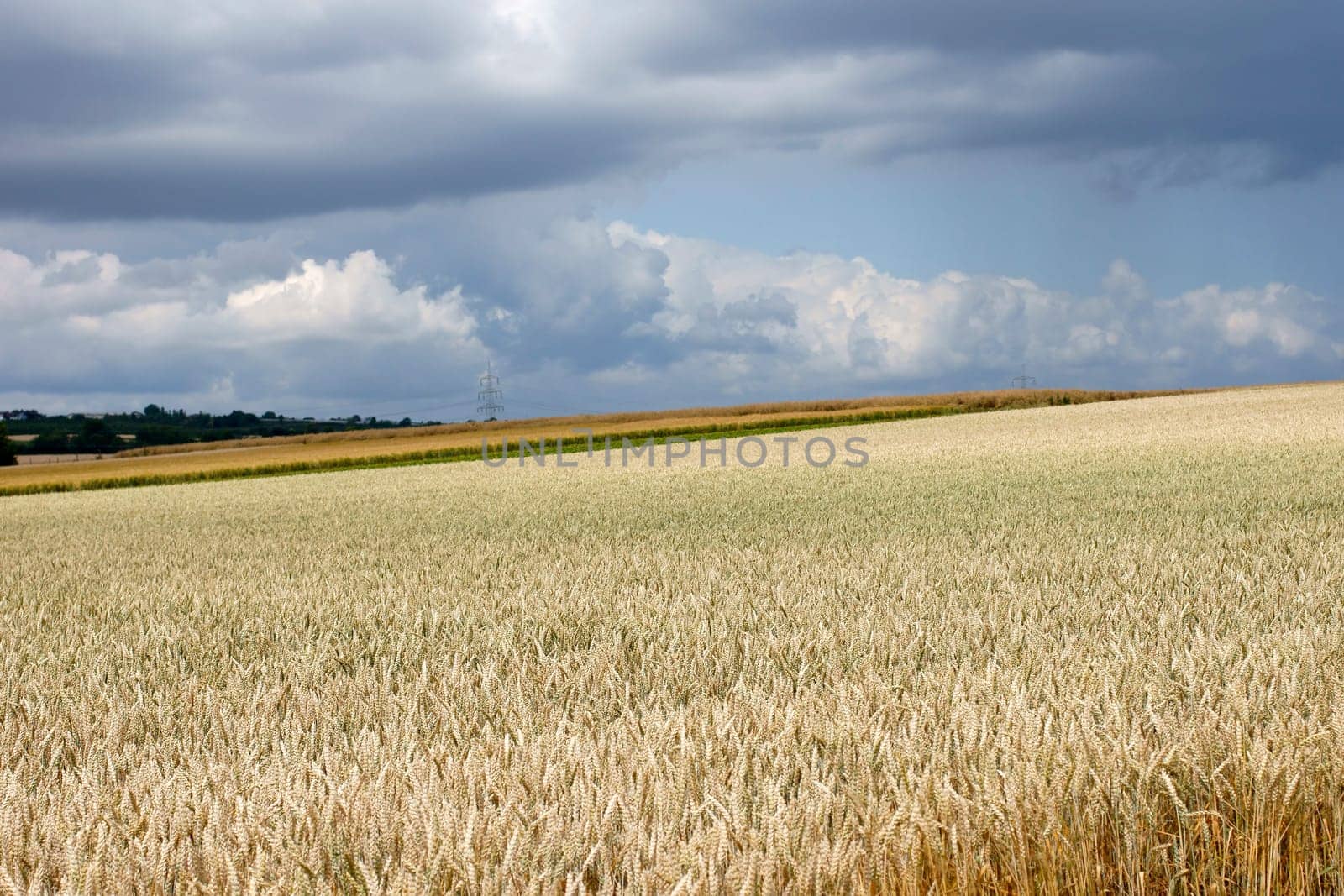 The photograph of a wheat field with unseeded grains during a rising thunderstorm.