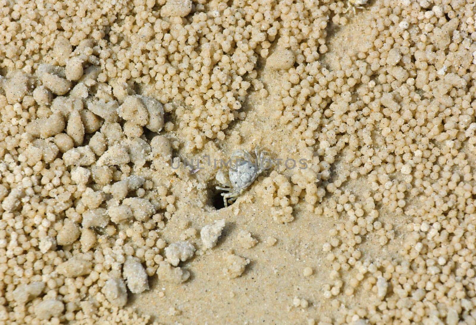Crab at hole on beach