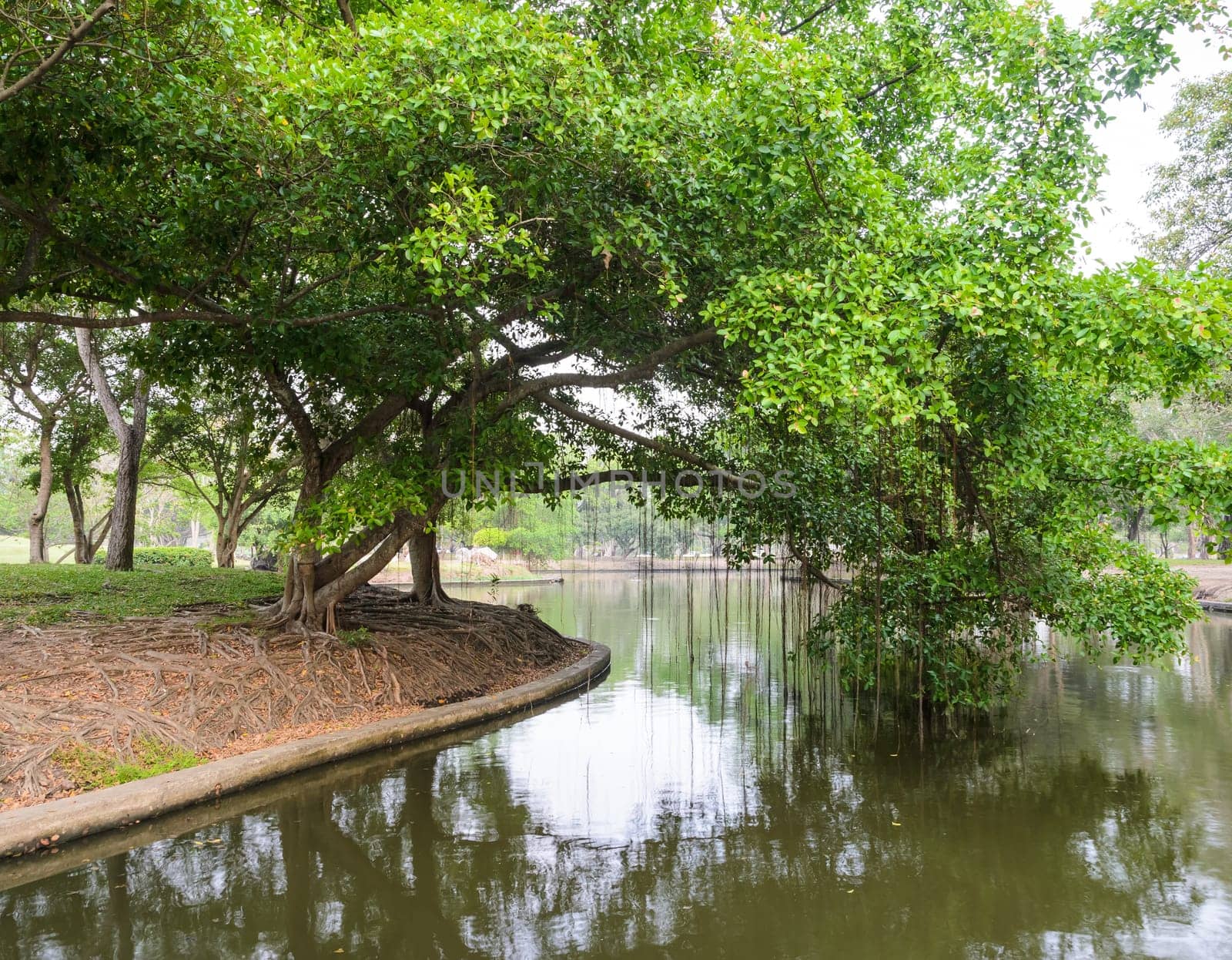 Banyan tree in the park