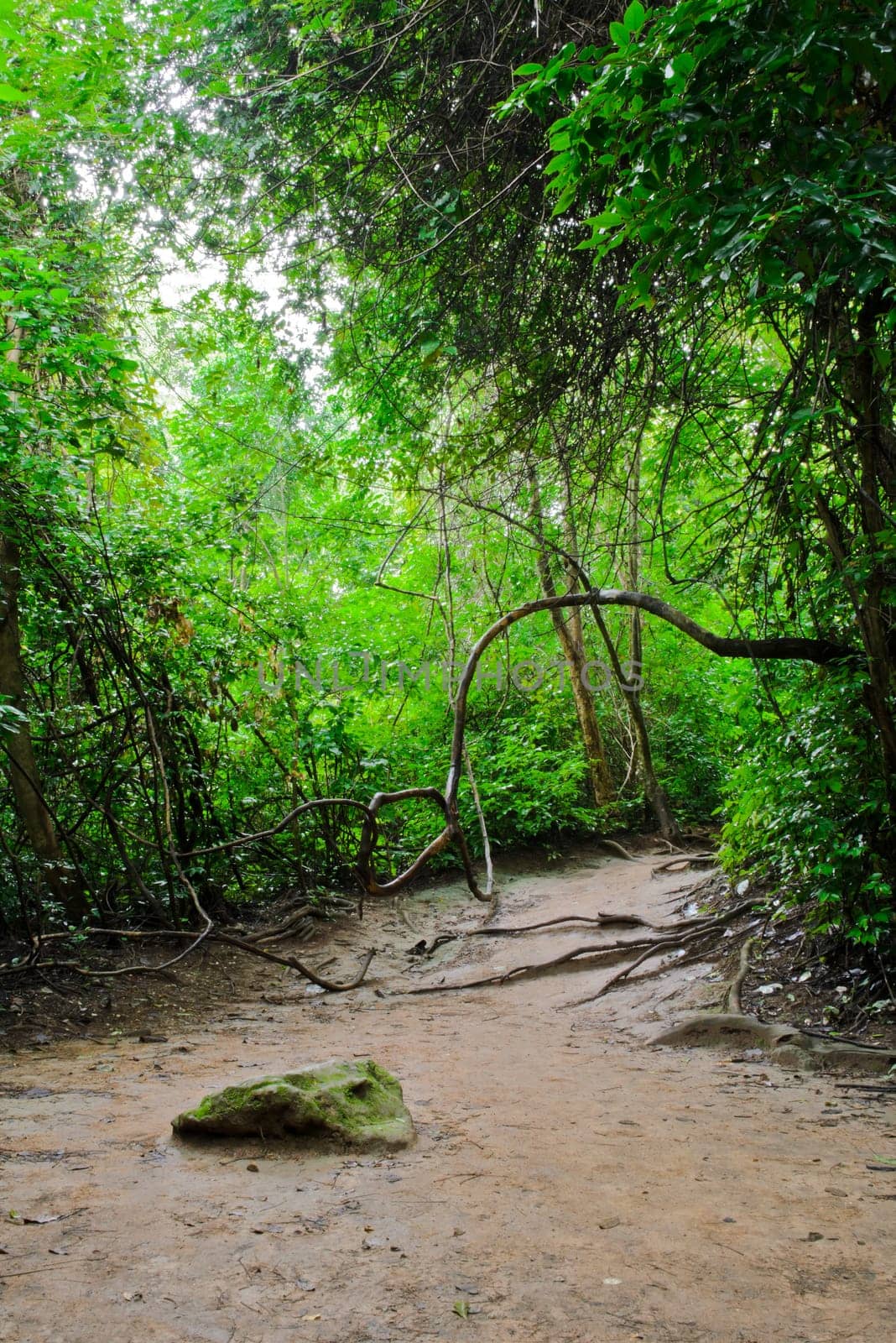 Path in tropical rainforest
