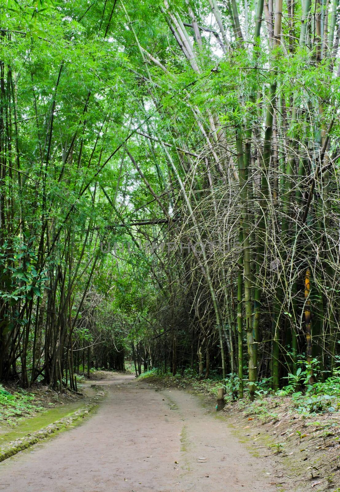 Bamboo forest pathway in tropical rain forest, Thailand