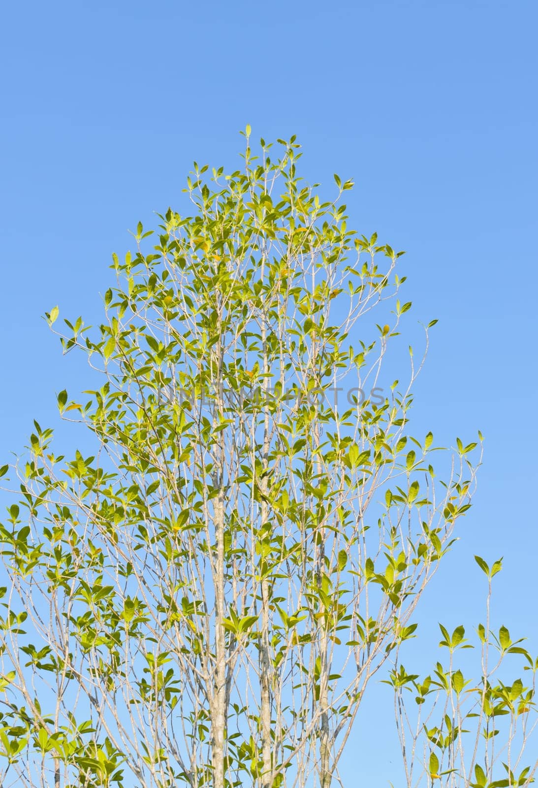Tree on blue sky