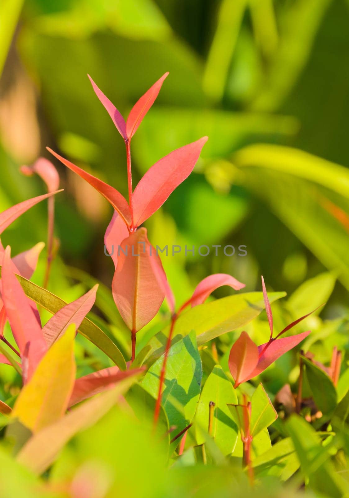 Leaflet of Ixora coccinea
