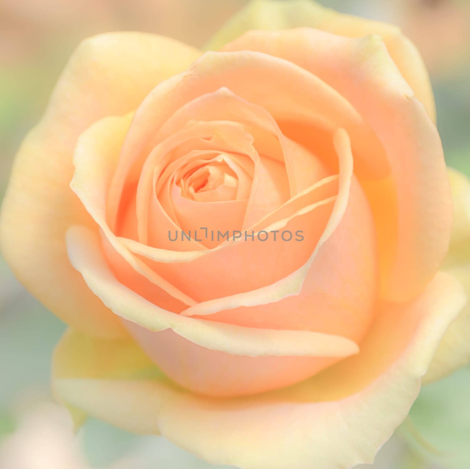 Rose flower background