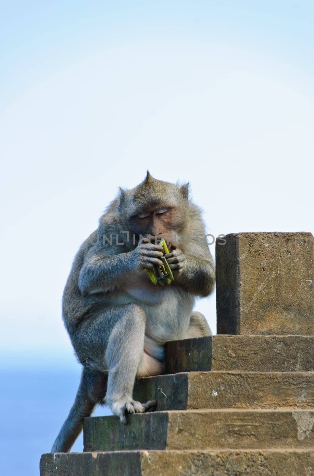 Monkey biting hair claw