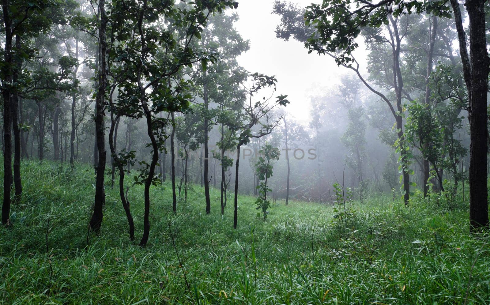 Dipterocarp forest in foggy morning, Thailand