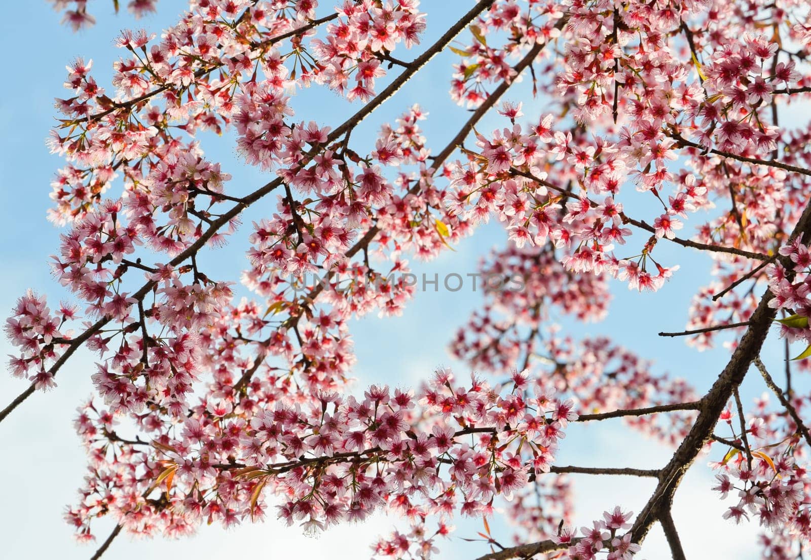 Wild Himalayan cherry blossom