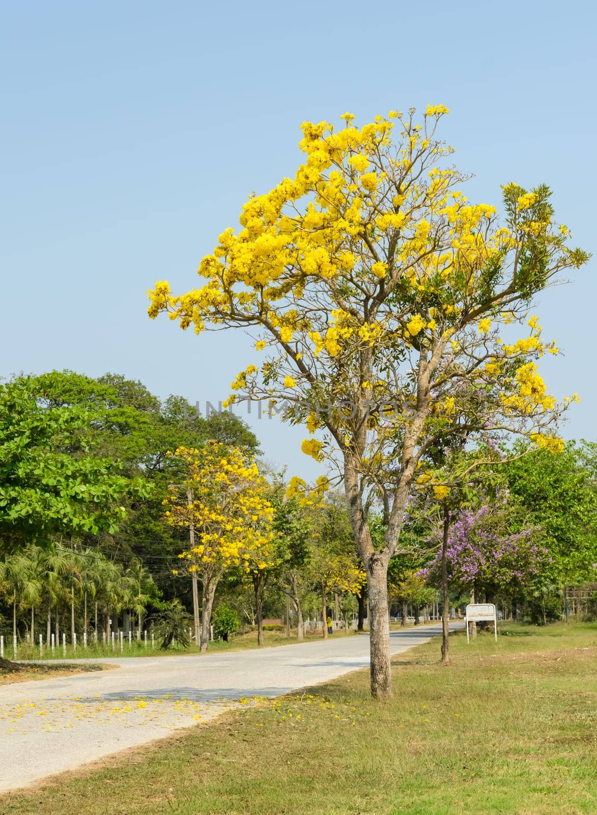 Yellow flower of Tabebuia Argentea tree
