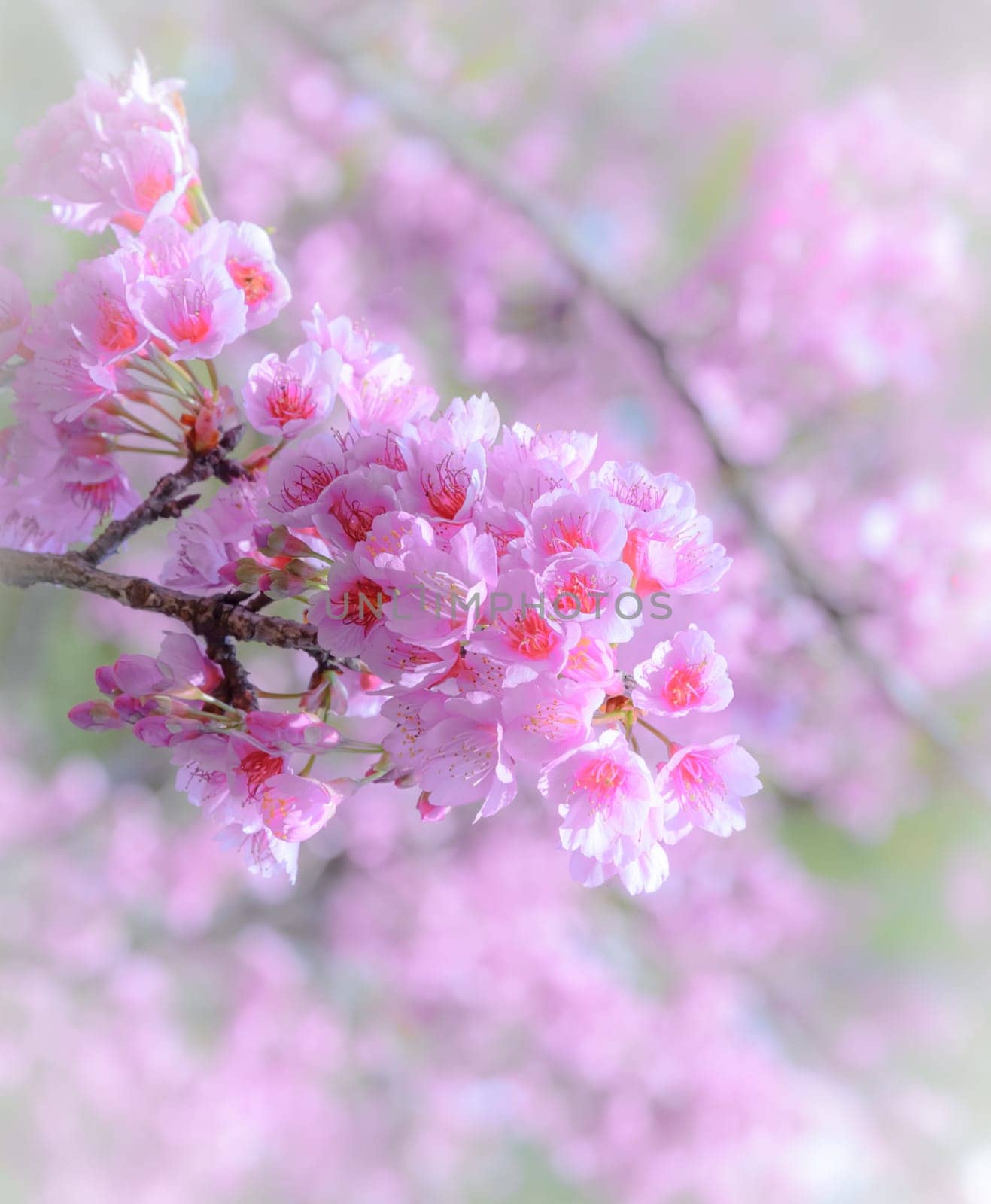 Beautiful pink cherry blossom