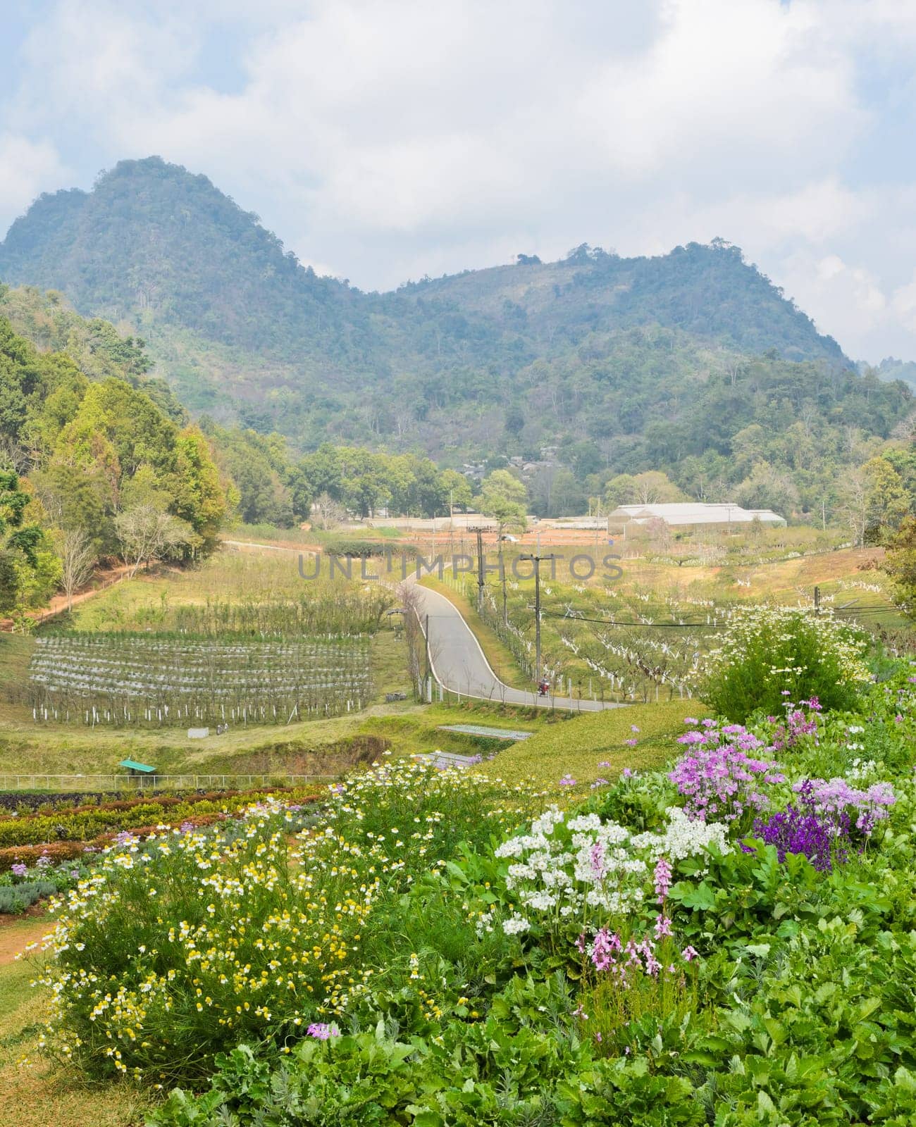 Beautiful garden scence in Chiang Mai, Thailand