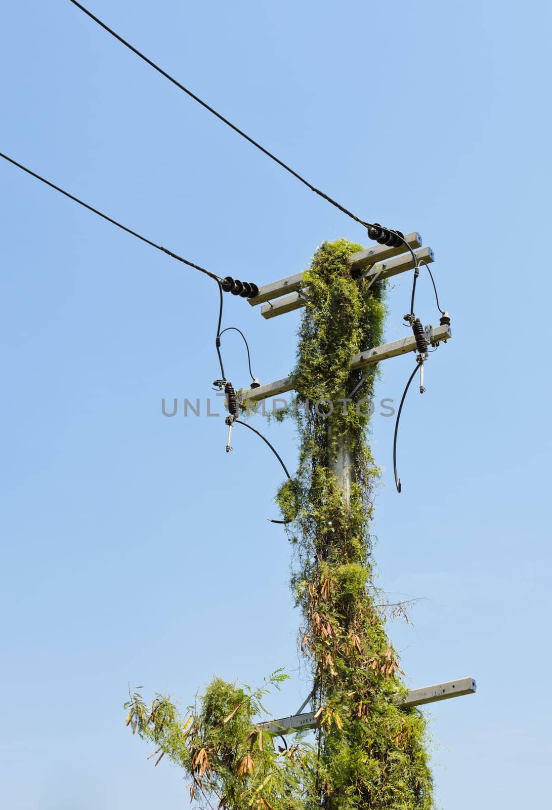 Electrical pole overgrown with ivy