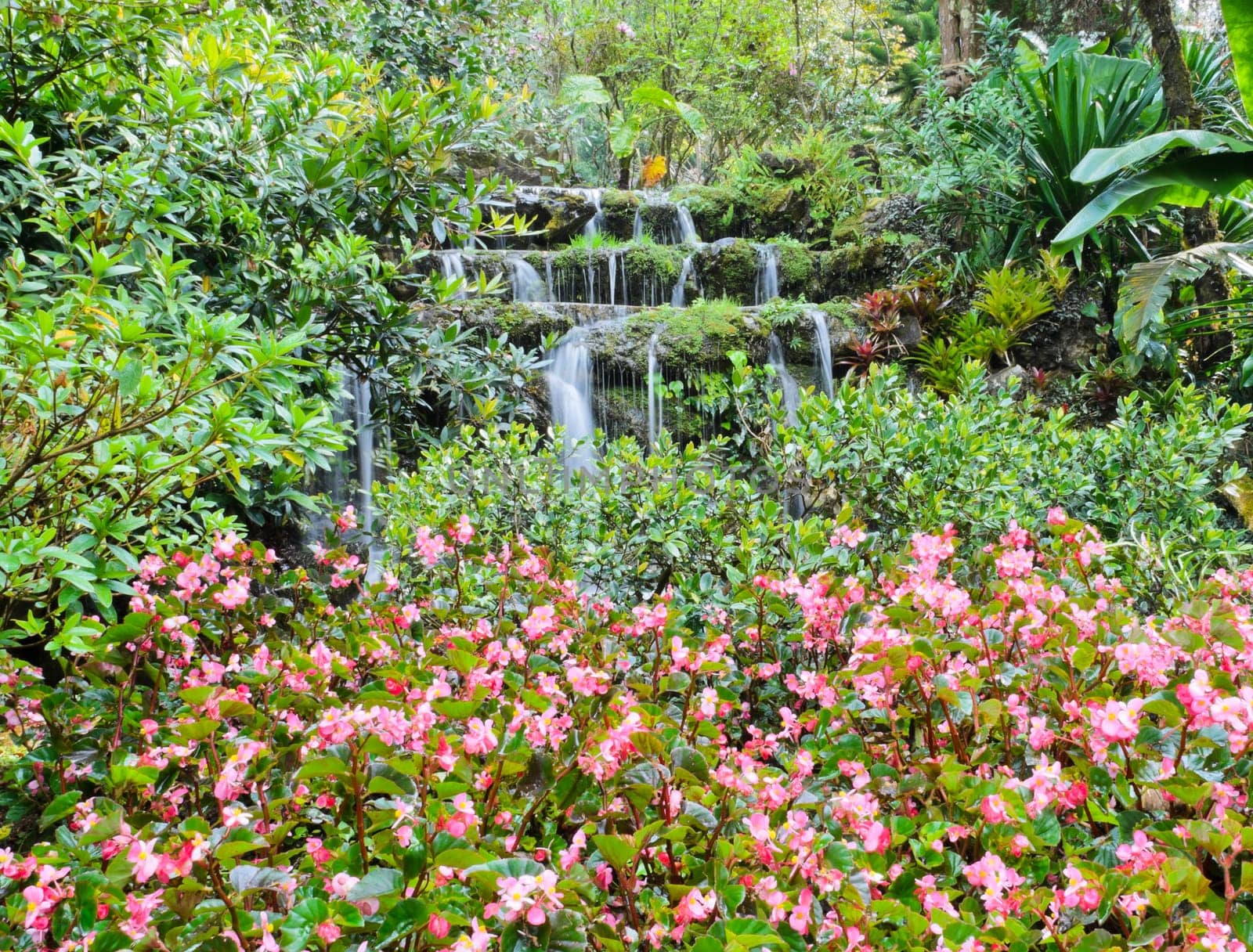 Waterfall in the garden