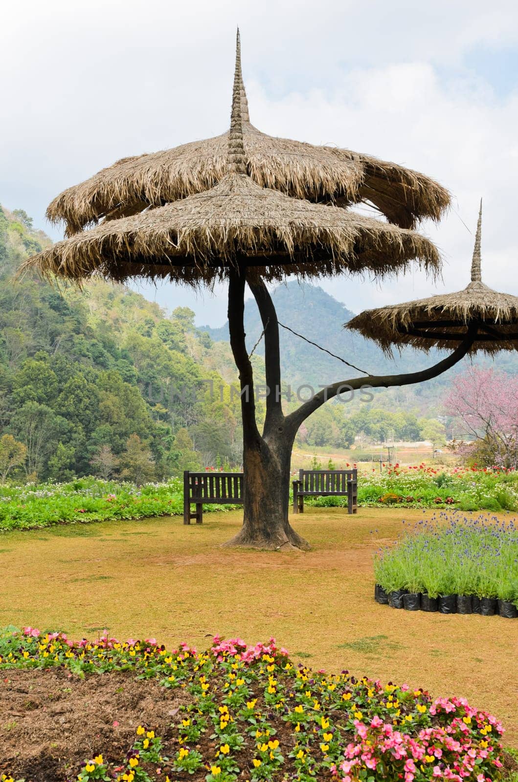 Beautiful garden scene in Chiang Mai, Thailand