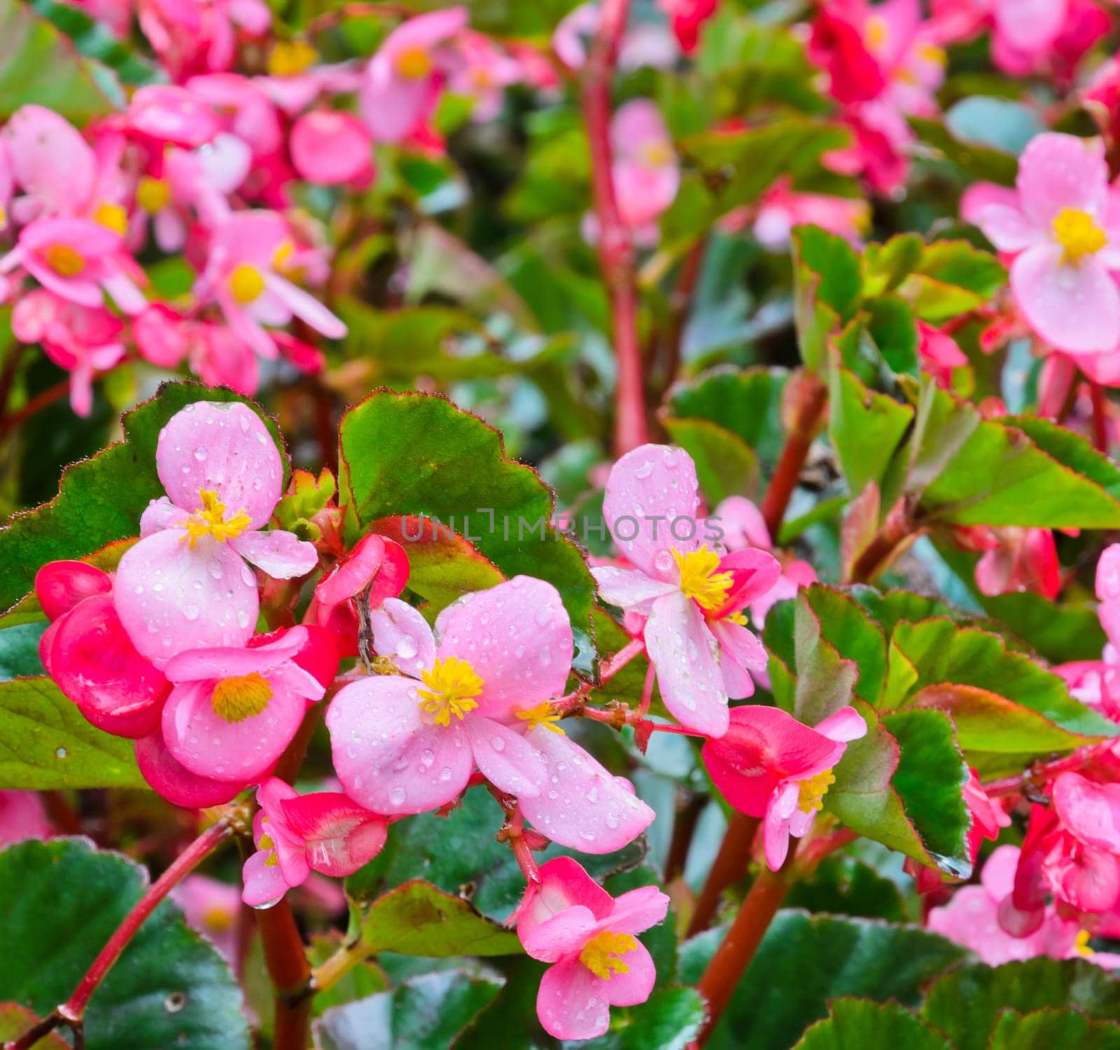 Pink Begonia blossom