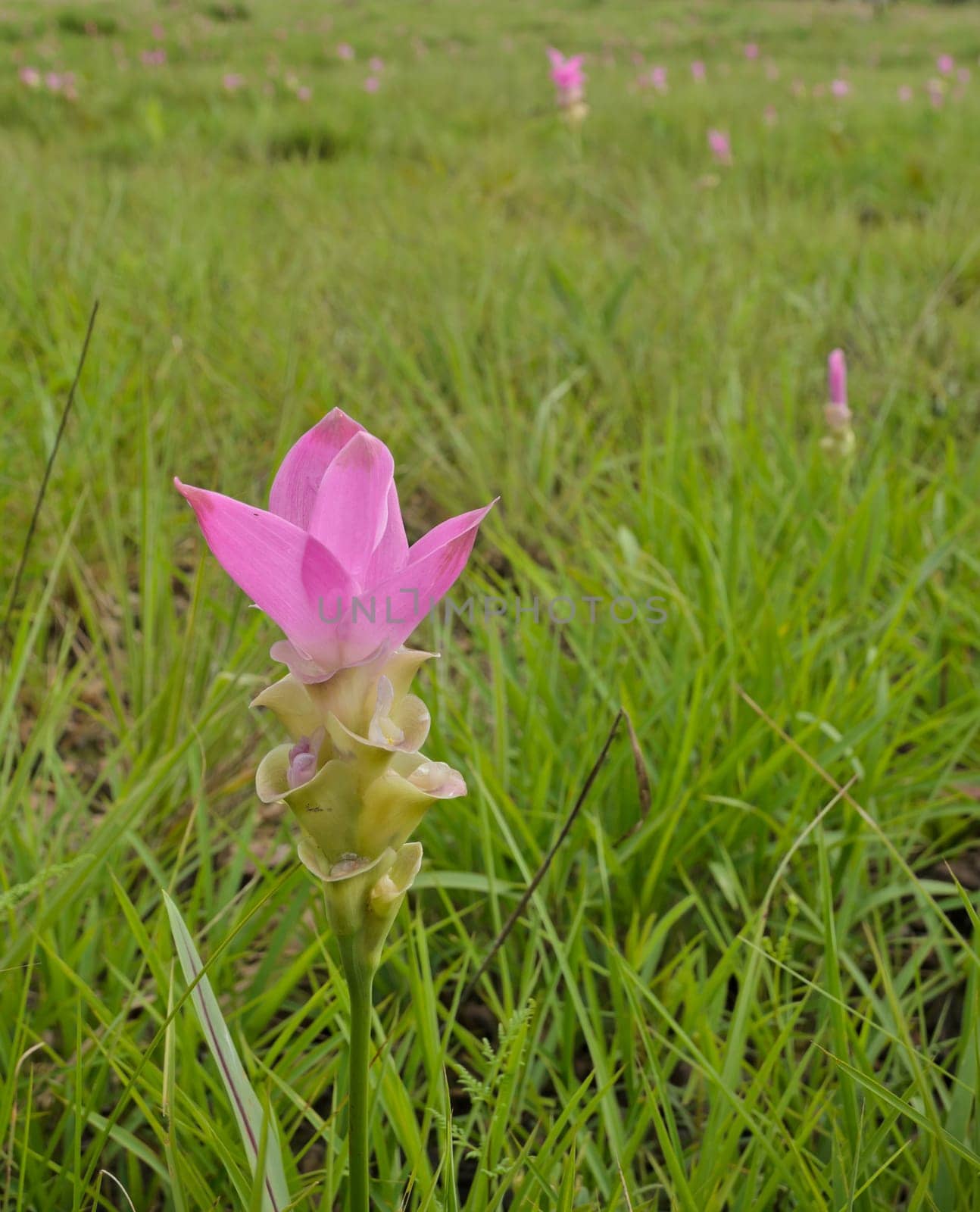 Pink Siam Tulip, tropical plant native to northern Thailand
