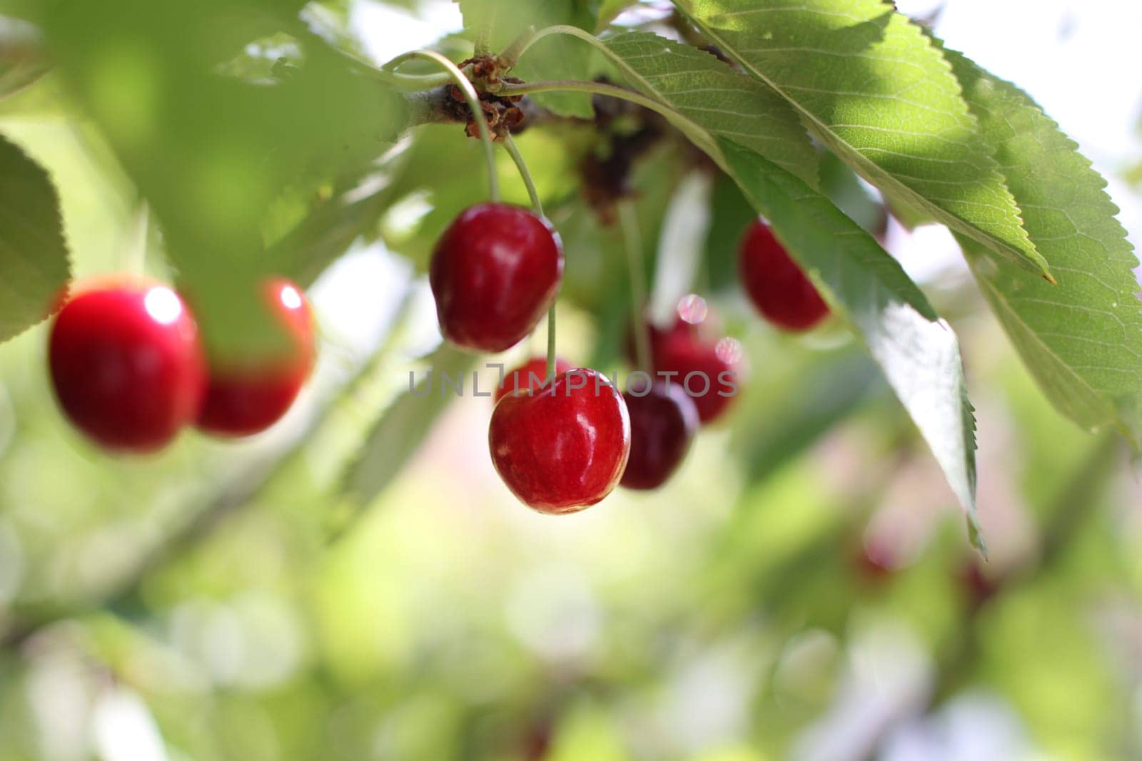 harvested cherries