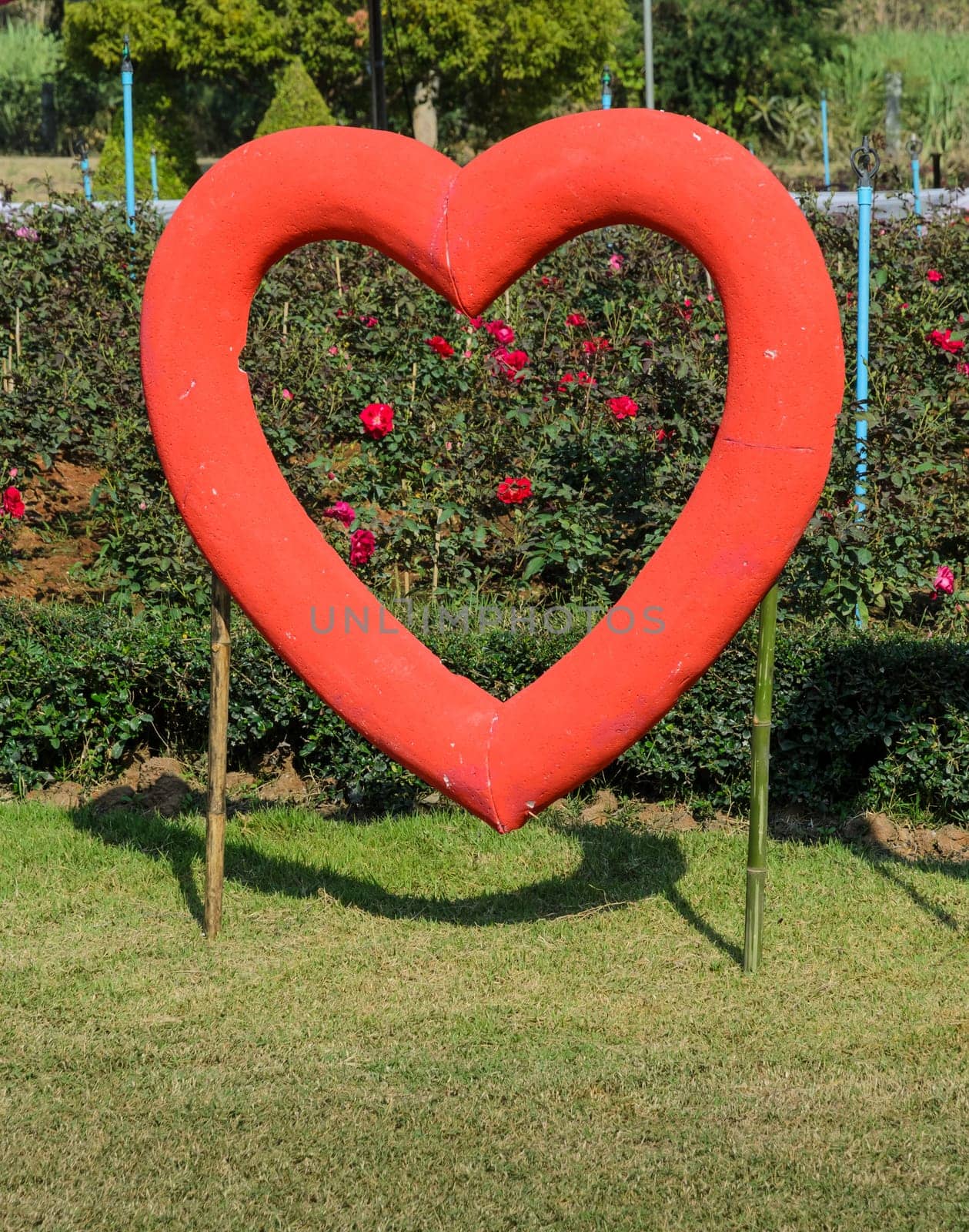 Red heart shape in the rose garden