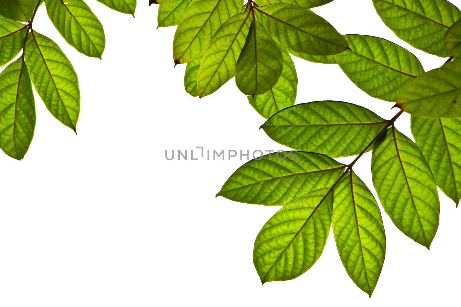 Green leaves isolated on white background