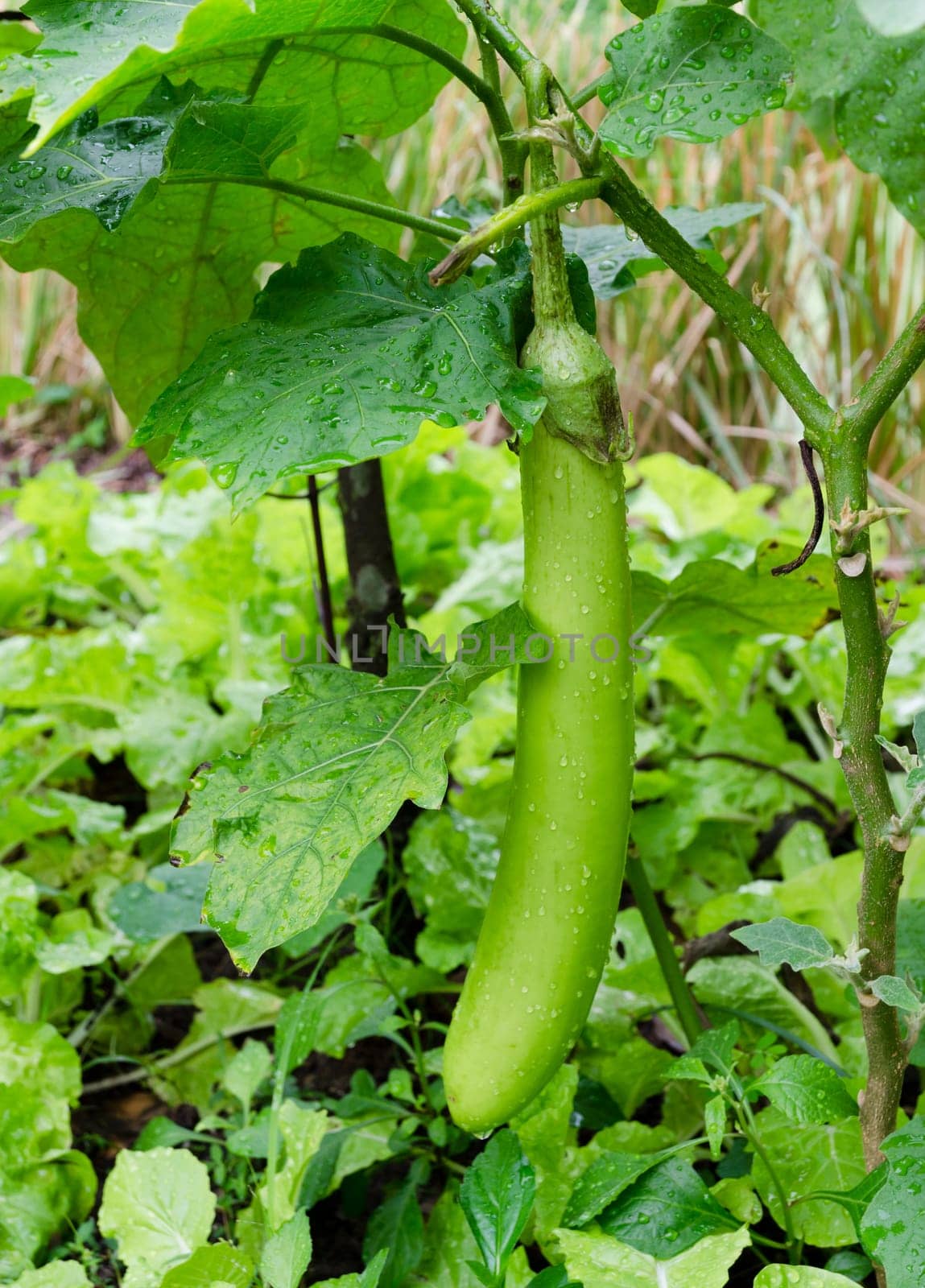 Green eggplant on its tree
