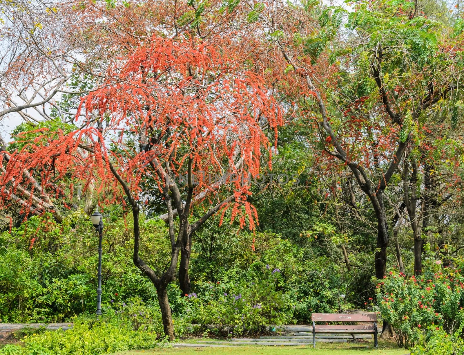 Garden with red flower