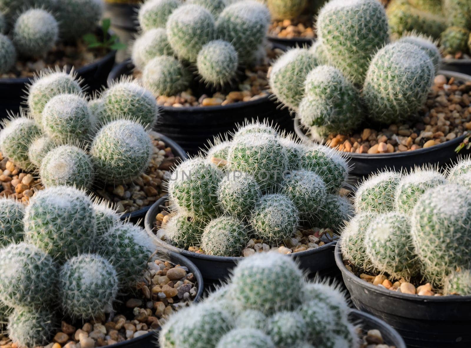 Mammillaria cactus in a nursery