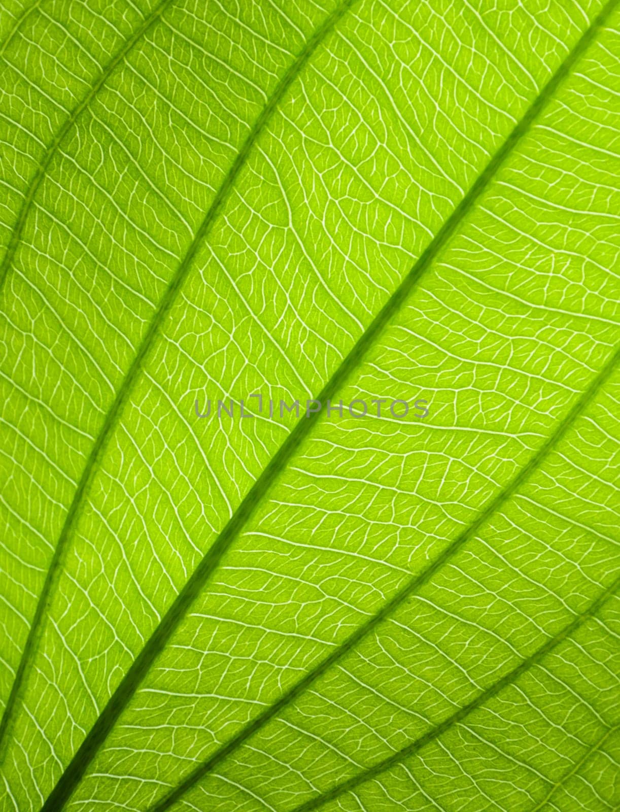 Green leaf texture