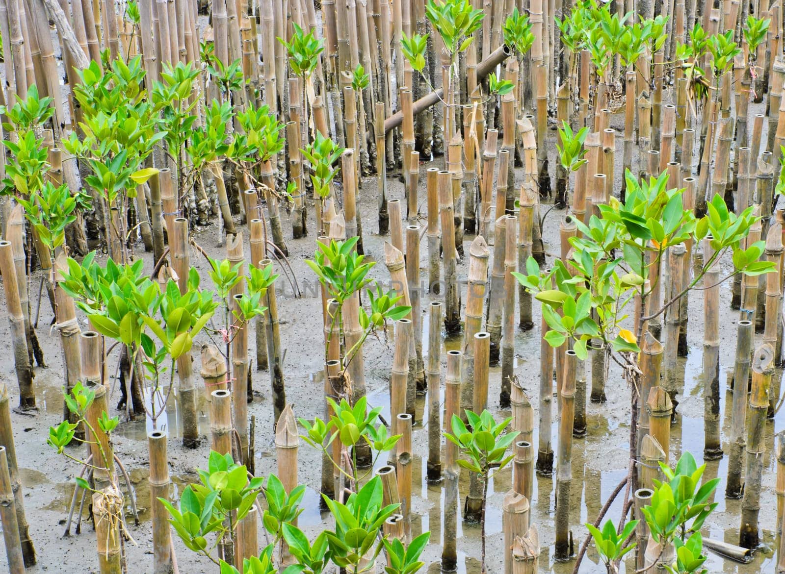 Enviorment-friendly with mangrove plantation
