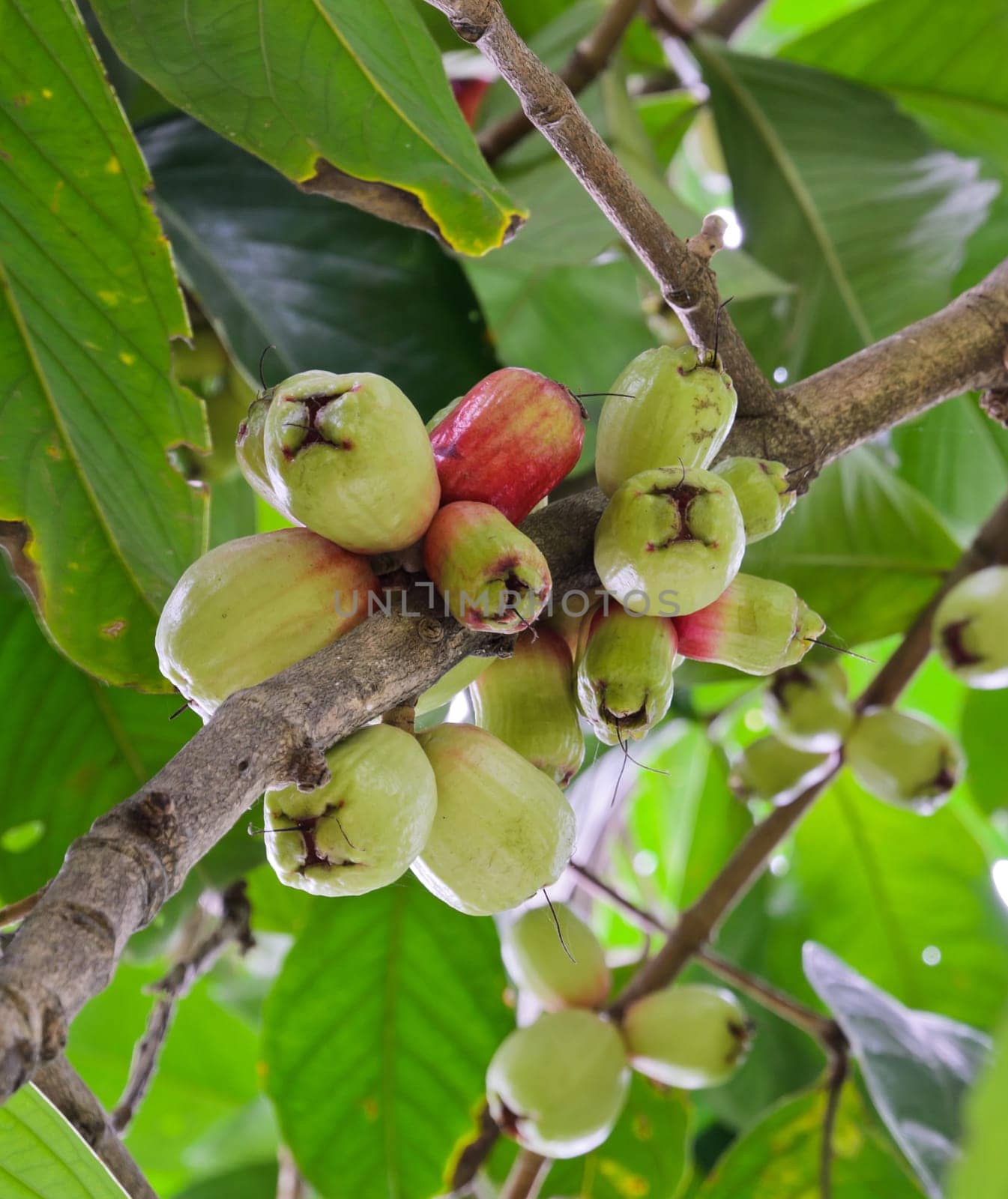 Rose apple on its tree, Thailand