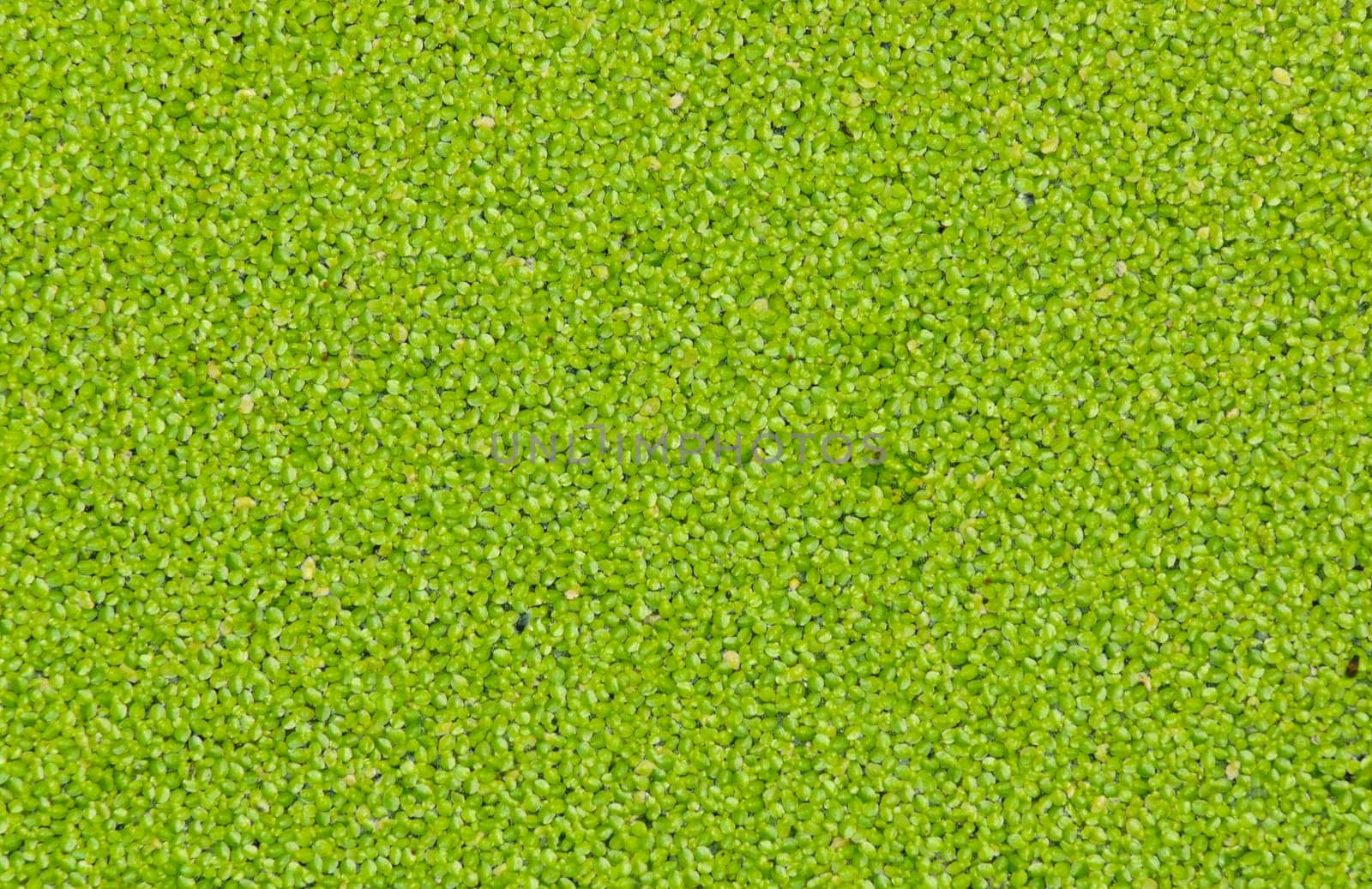 Duckweed or water lentil