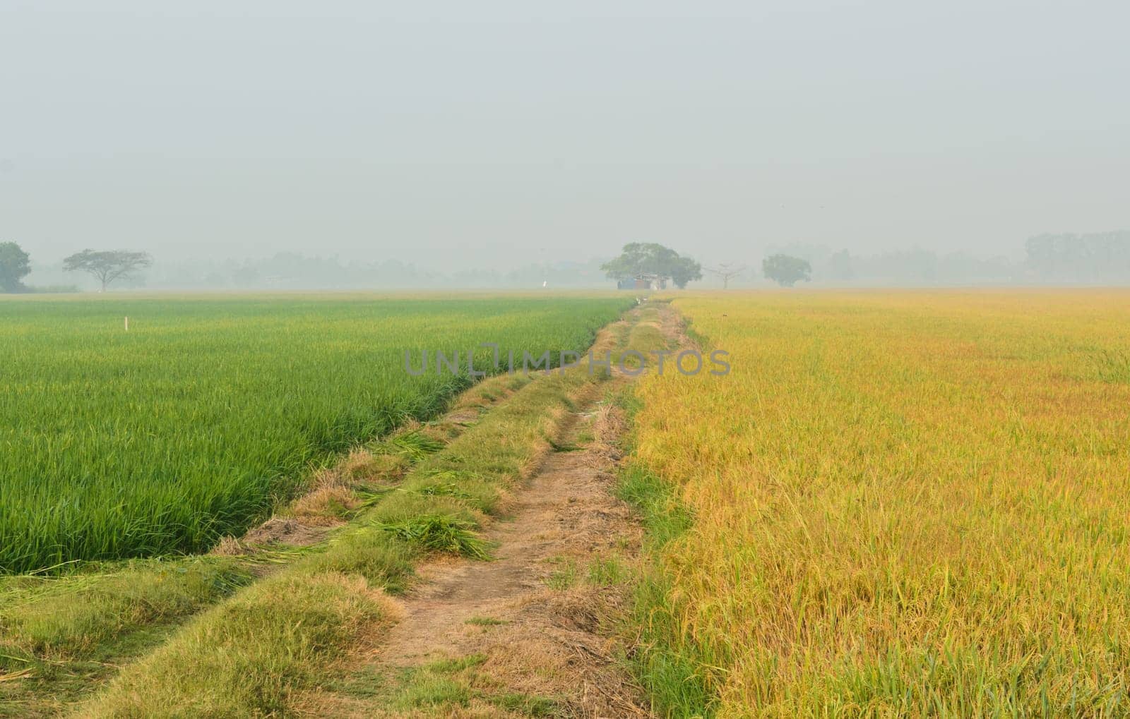 Rice field in morning with mist