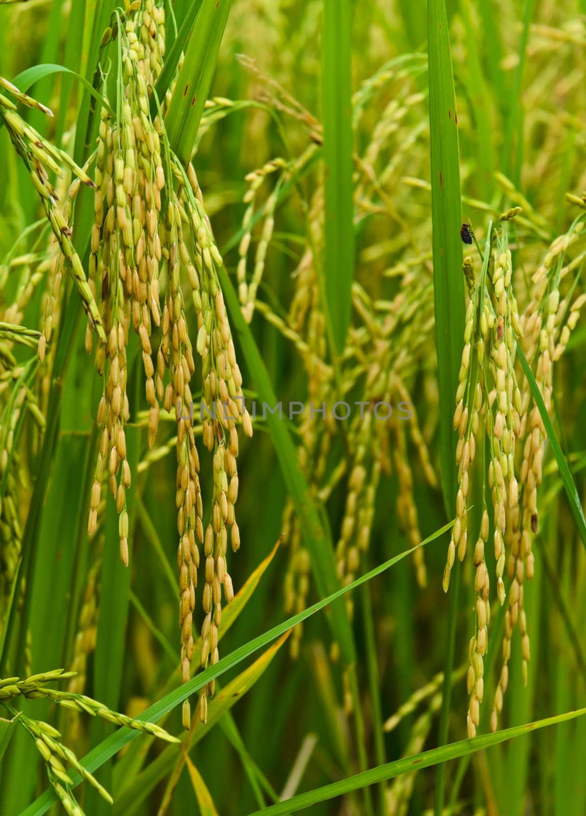 Close-up of paddy field