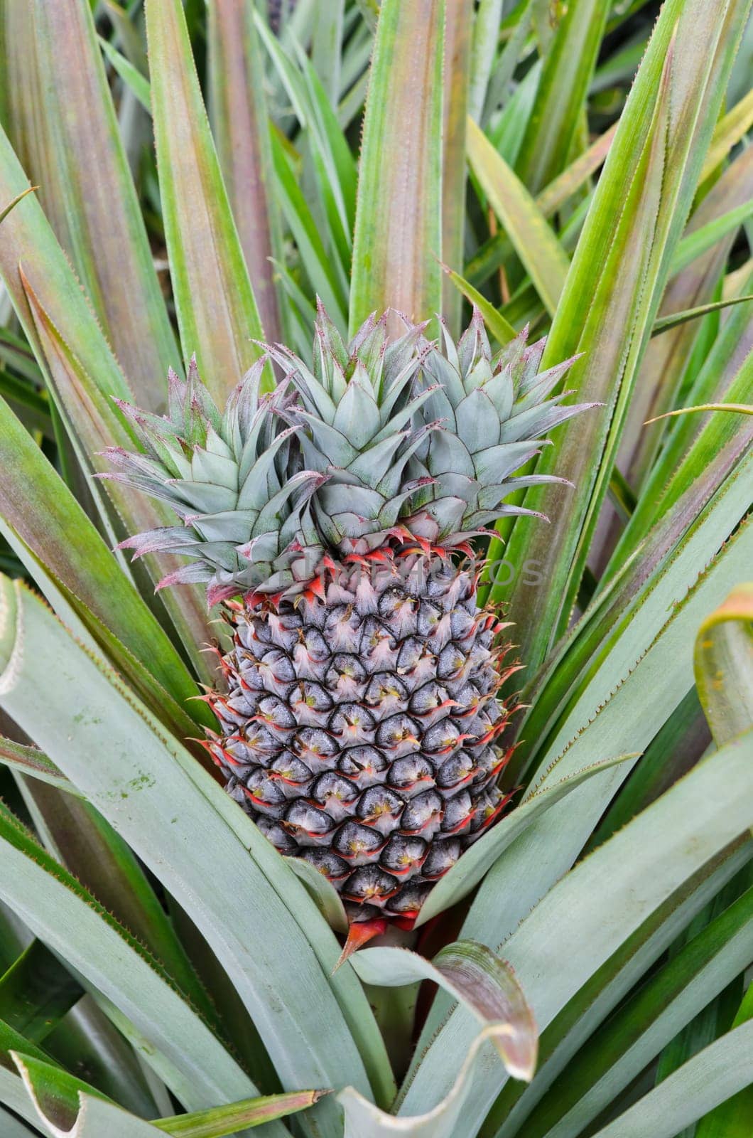 Pineapple, tropical plant in Southeast Asia