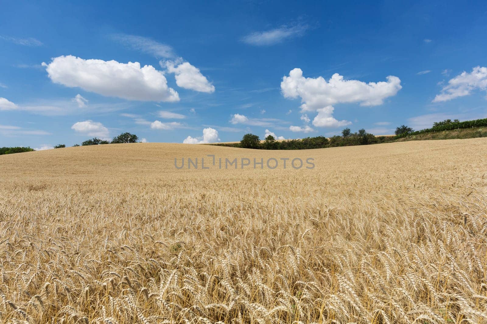 Agriculture Cereals,landscape with wheat in summer weather