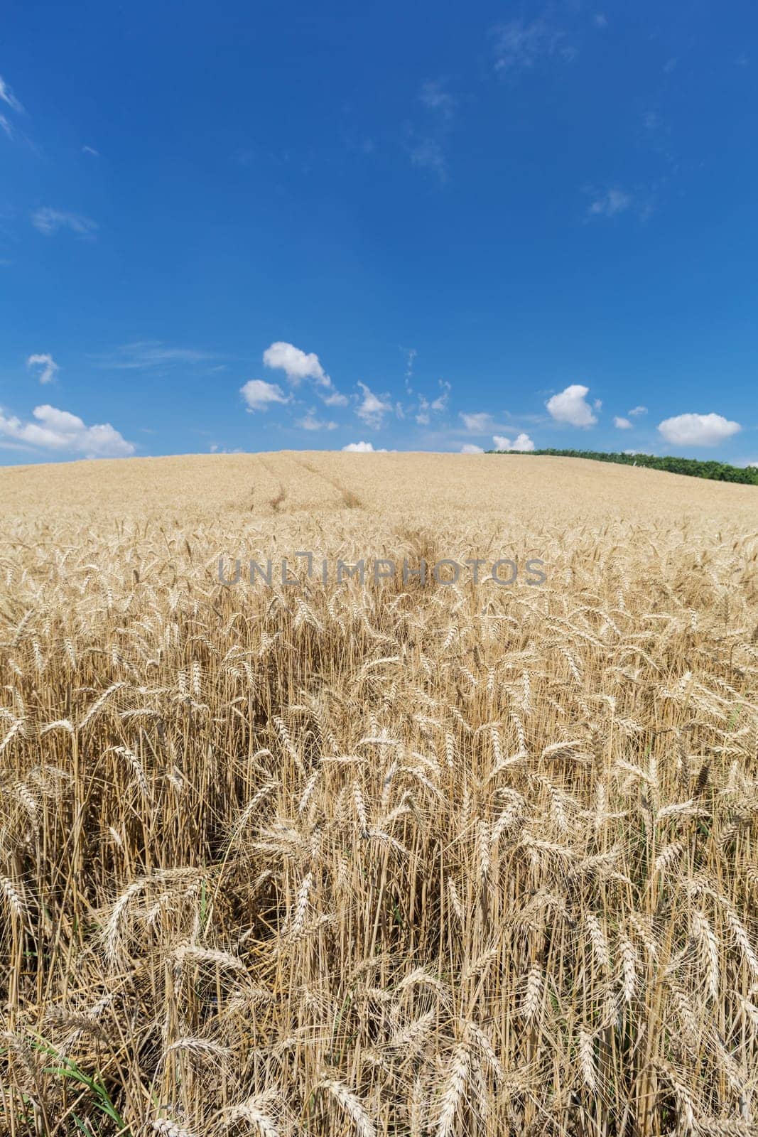 Agriculture Cereals,landscape with wheat in summer weather