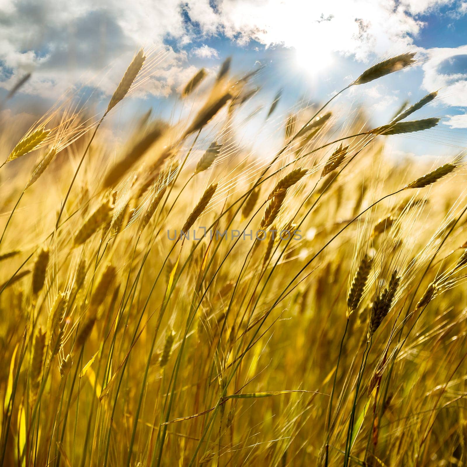 backdrop of ripening ears of yellow wheat field on the sunset cloudy orange sky background Copy space of the setting sun rays on horizon in rural meadow Close up nature photo Idea of a rich harvest