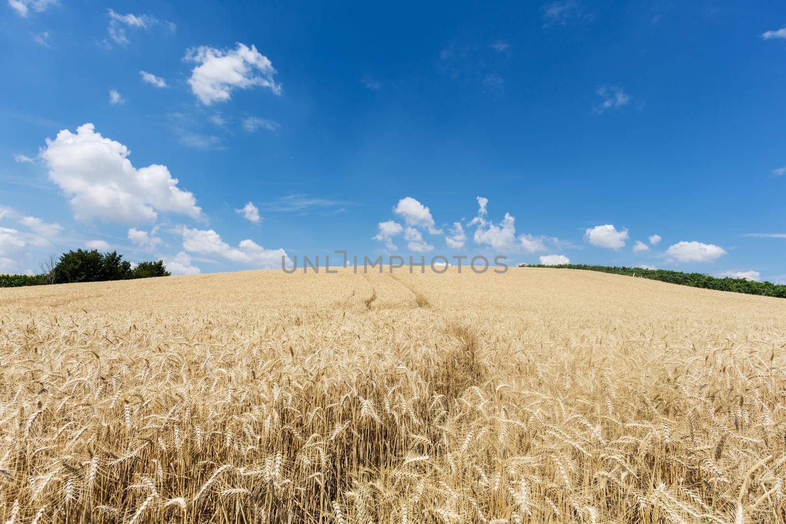 Agriculture Cereals,landscape with wheat in summer weather